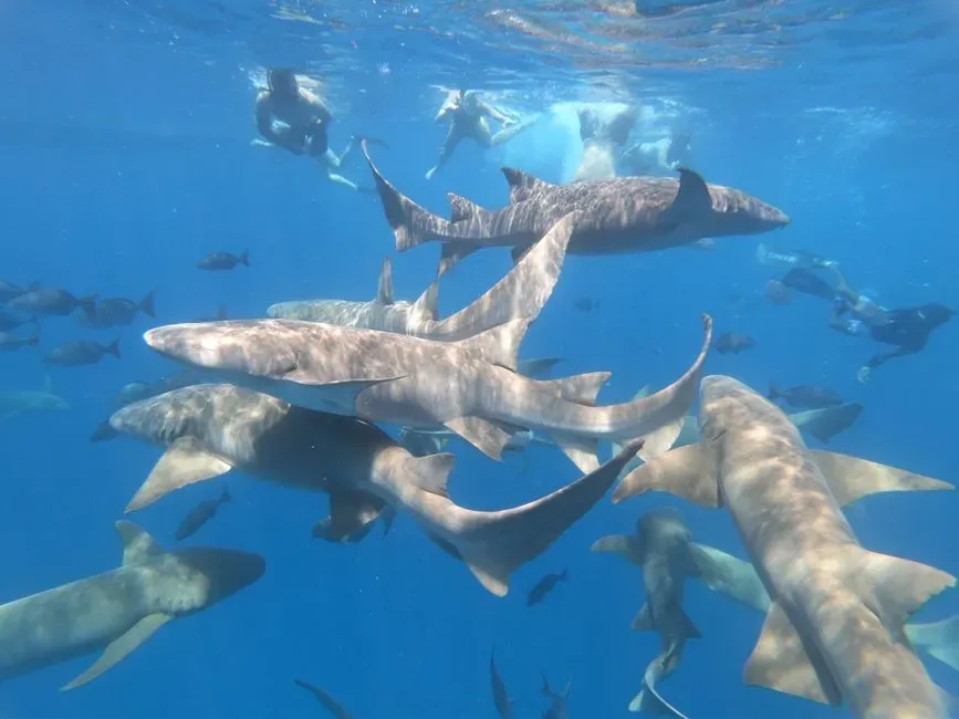 12. Coordinated or cooperative hunting among sharks (Image Credits: Pexels)