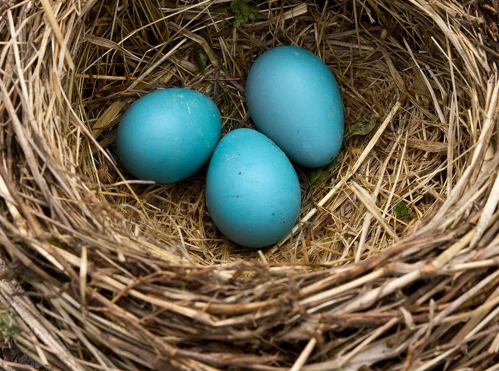 Conclusion: The Humble Egg Is Anything but Simple (Image Credits: Flickr)