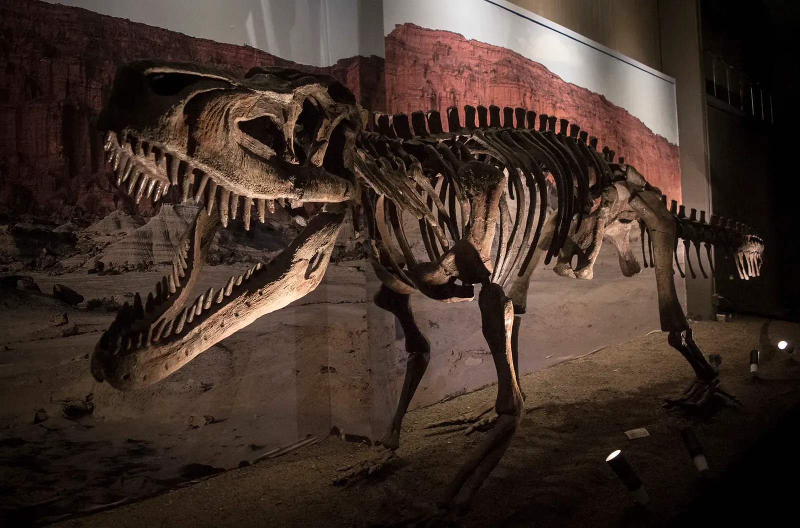 The Ancient Reptile Record That Keeps Rewriting Textbooks (Image Credits: Wikimedia)