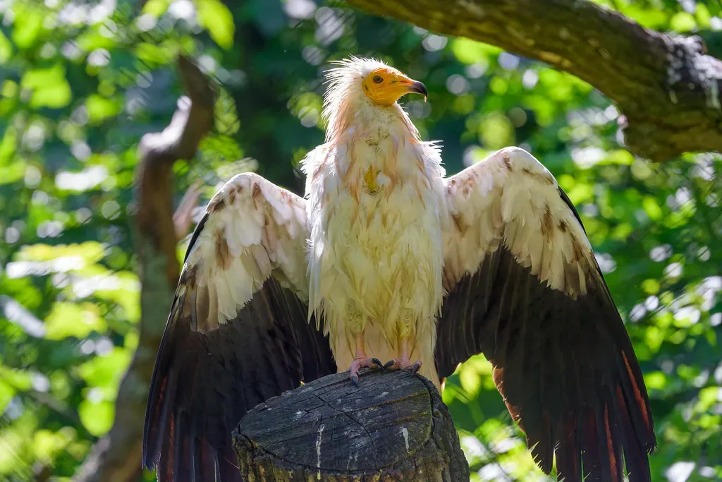 Tool Use and Innovation: The Final Frontier of Raptor Intelligence (Image Credits: Flickr)