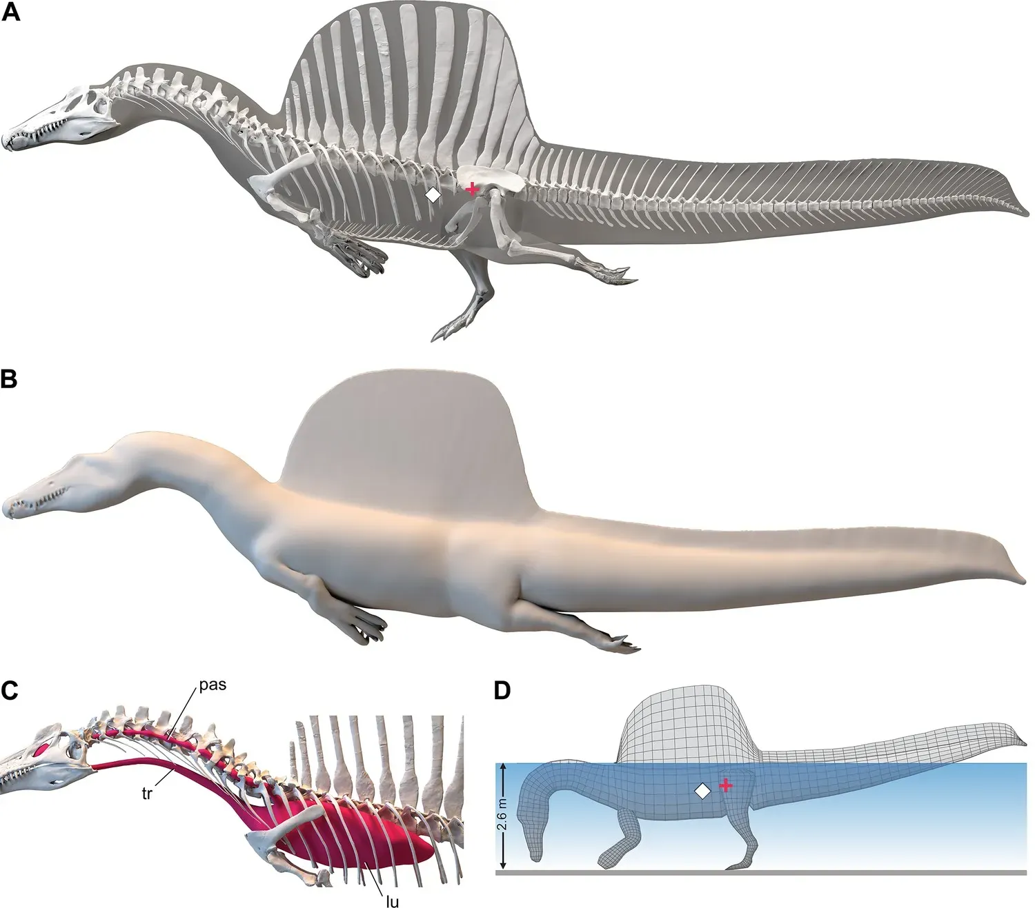 Wader or Swimmer? How Spinosaurus Actually Hunted (By Paul C Sereno, Nathan Myhrvold, Donald M Henderson, Frank E Fish, Daniel Vidal, Stephanie L Baumgart, Tyler M Keillor, Kiersten K Formoso, Lauren L Conroy, CC BY 4.0)