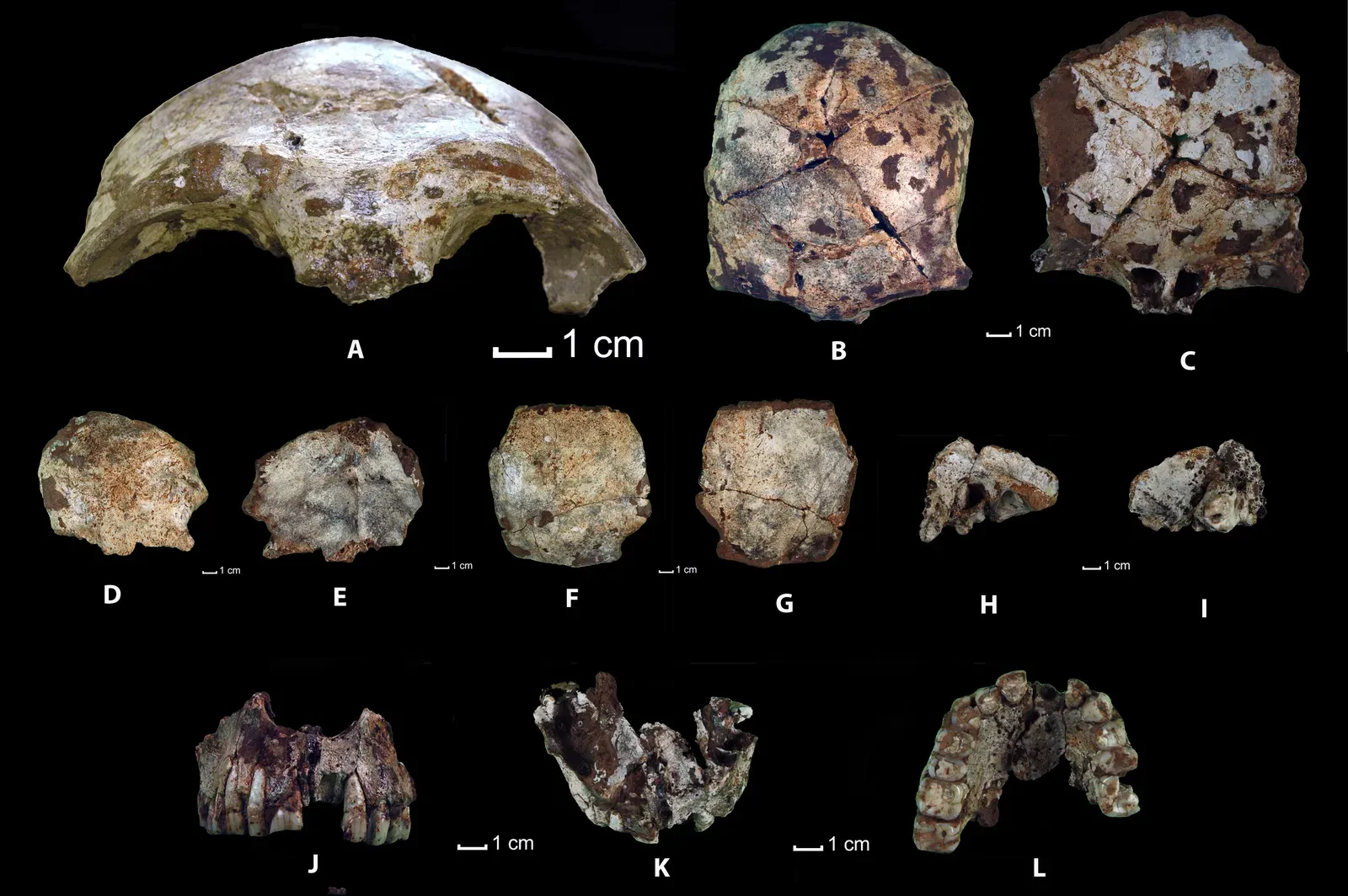 The Bottom Line ((2015). "Early Modern Humans and Morphological Variation in Southeast Asia: Fossil Evidence from Tam Pa Ling, Laos". PLOS ONE 10 (4): e0121193. DOI:10.1371/journal.pone.0121193., CC0)