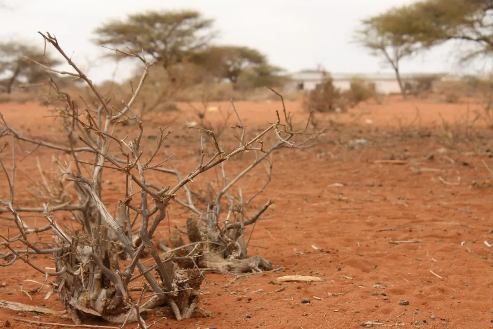 Ancient African Climate Swings: Evolution’s Unstable Stage (Flickr: The barren landscape of Kulaley village, CC BY 2.0)