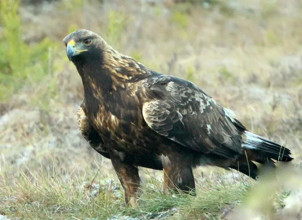 Leo: The Golden Eagle – Regal, Commanding, and Born to Be Seen (irio.jyske, Flickr, CC BY 2.0)