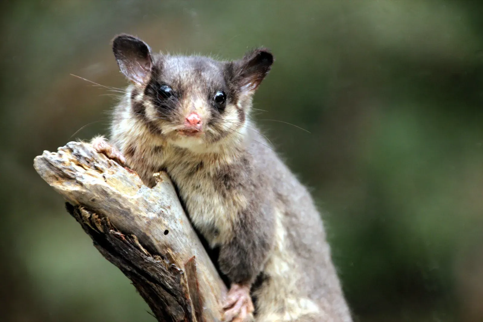 #13 - Leadbeater's Possum Rises From Bushfire Ashes (By Tirin (www.takver.com), CC BY-SA 3.0)