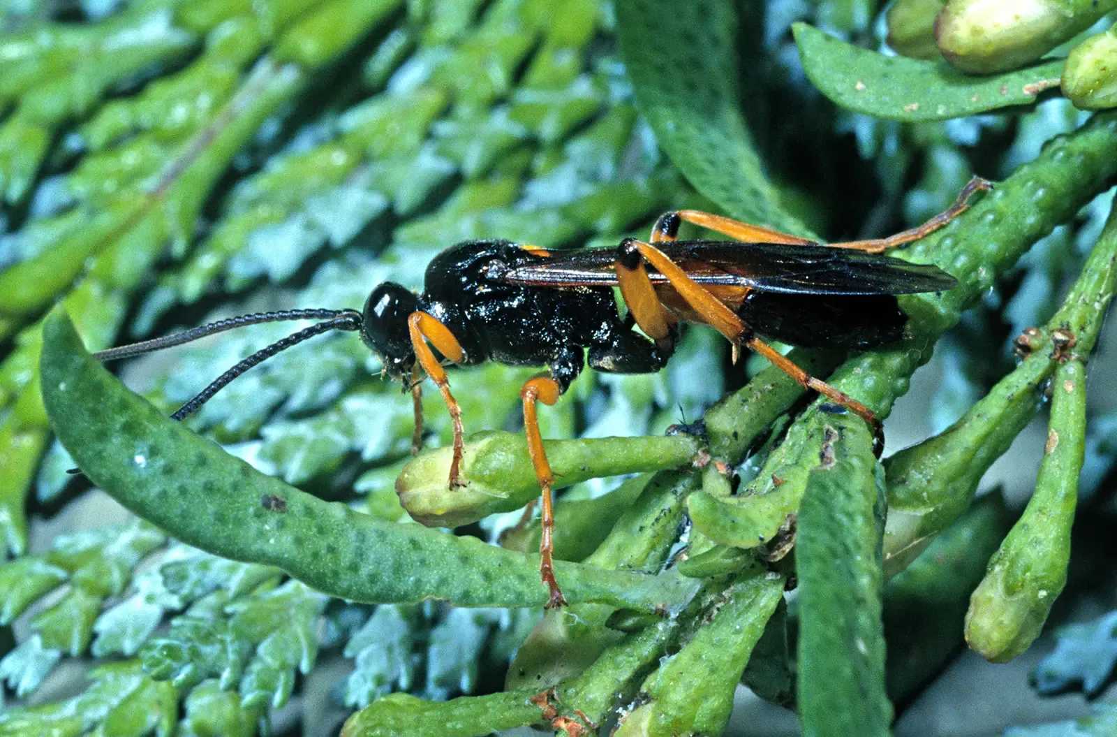 #9 - London's 1886 Wasp That Waited 139 Years (New Zealand Arthropod Collection, CC BY 4.0)