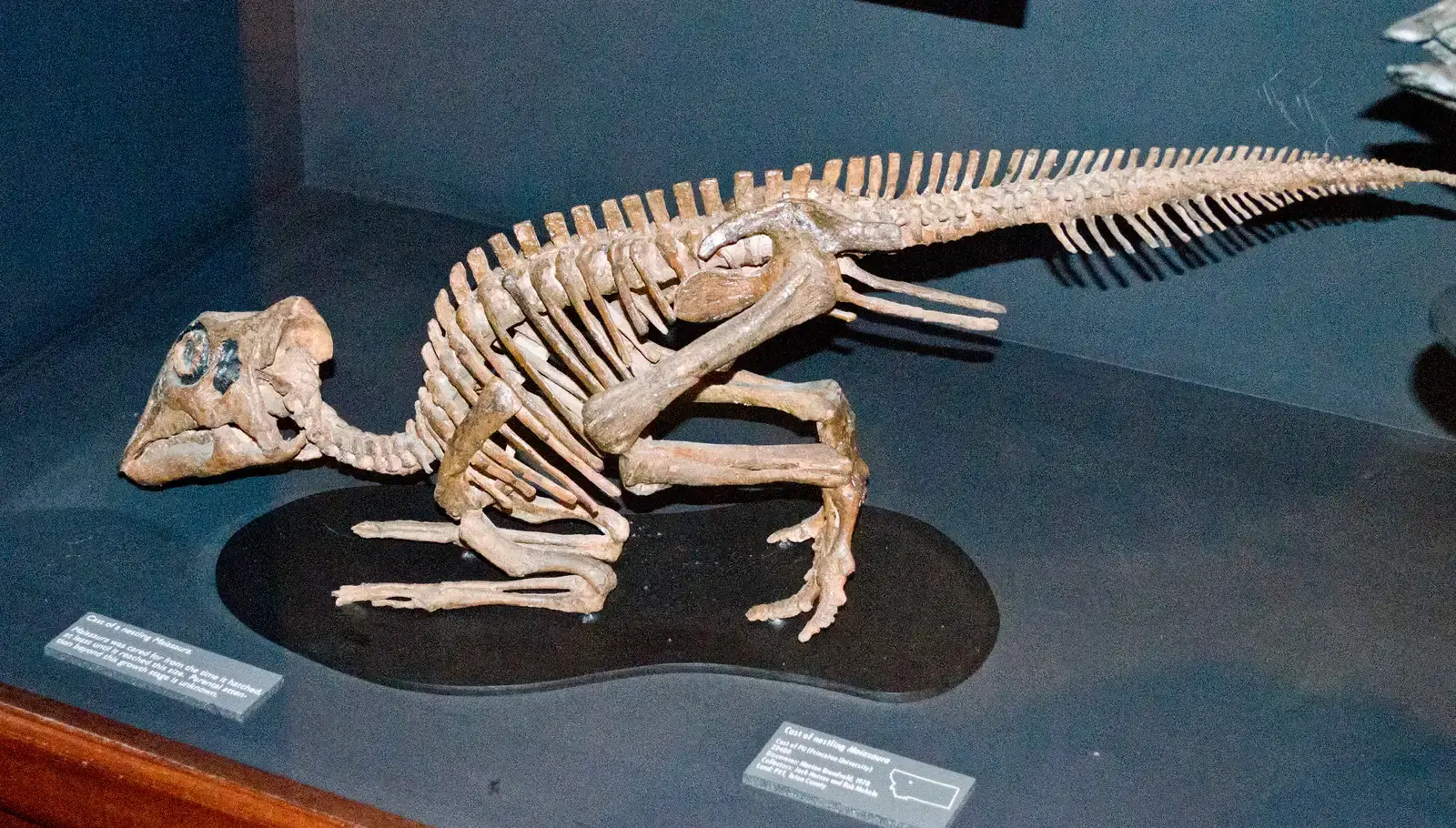 Maiasaura: Evidence of Dinosaur Parental Care (Image Credits: Wikimedia)