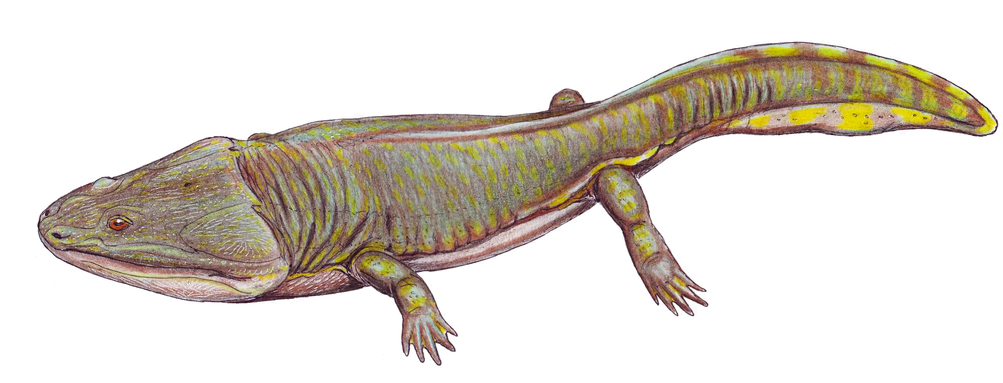 Temnospondyls: The Crocodile-like Amphibian Giants (Image Credits: Wikimedia)