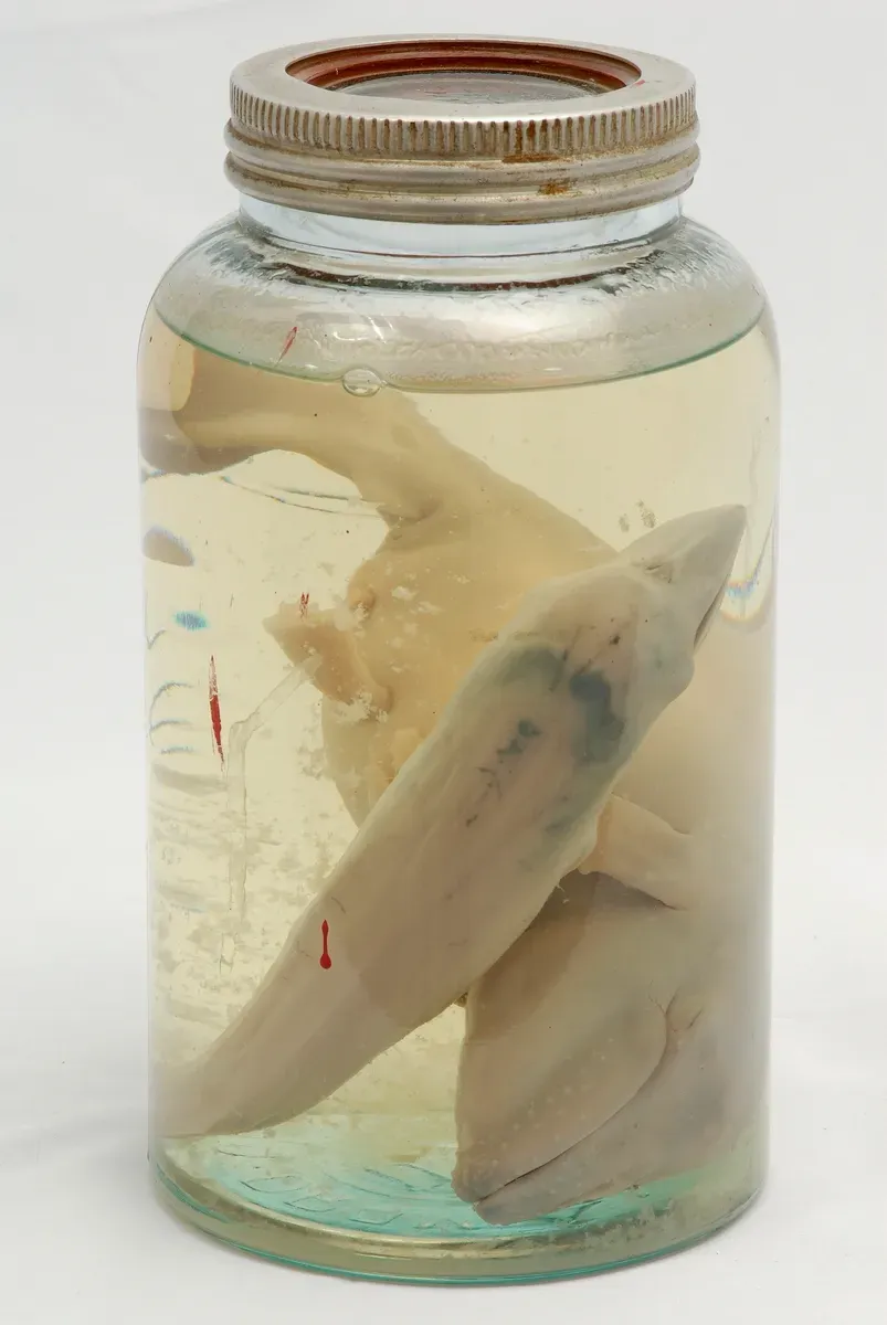 Whale Embryos Briefly Grow Hind-Limb Buds (Sandefjord Museum: accession number HS.03208, CC BY-SA 3.0)