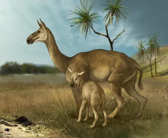 7. Macrauchenia: The Skeleton That Baffled Darwin's Own Team (By Olllga, CC BY 3.0)