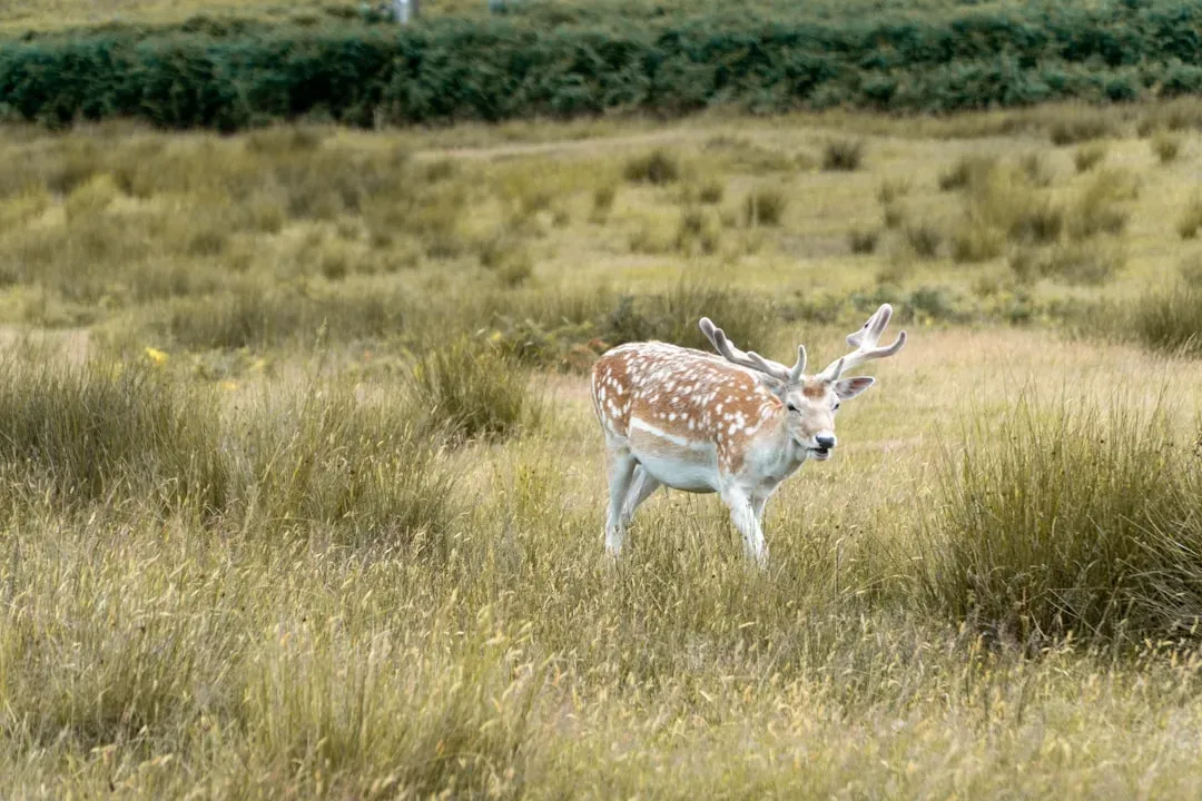 Deer's Gentle Power of Grace and Sensitivity (Image Credits: Unsplash)