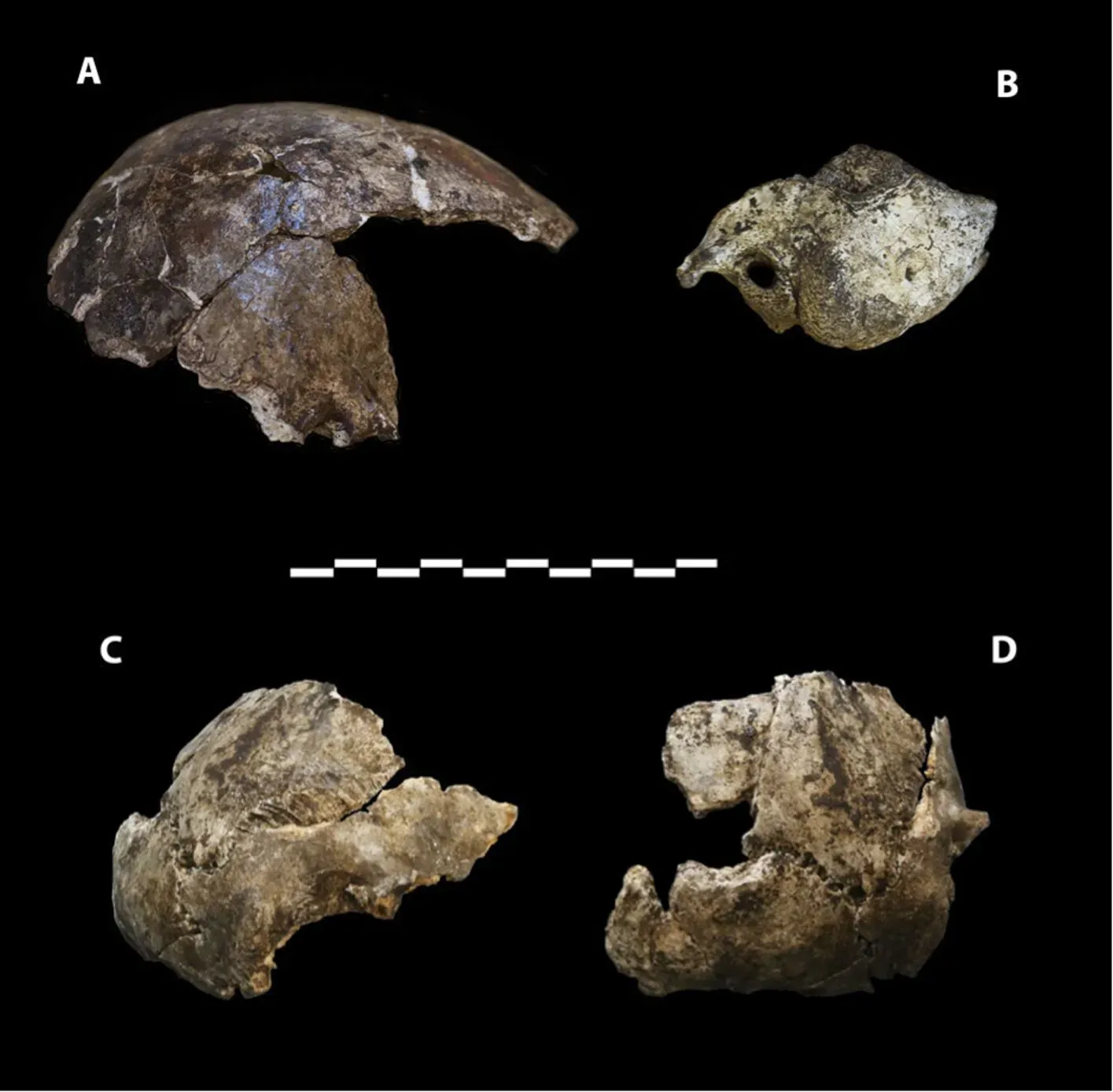 #7 - Two Wildly Different Human Species Shared the Same African Ground (By Lee Roger Berger research team, CC BY 4.0)