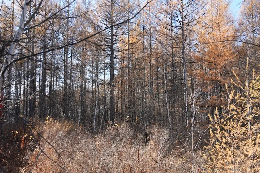 They Created Refugia That Preserved Biodiversity (Image Credits: Unsplash)