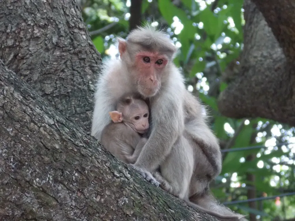 Babies, Monkeys, and the Evidence Beyond Culture (By EanPaerKarthik, CC BY-SA 4.0)