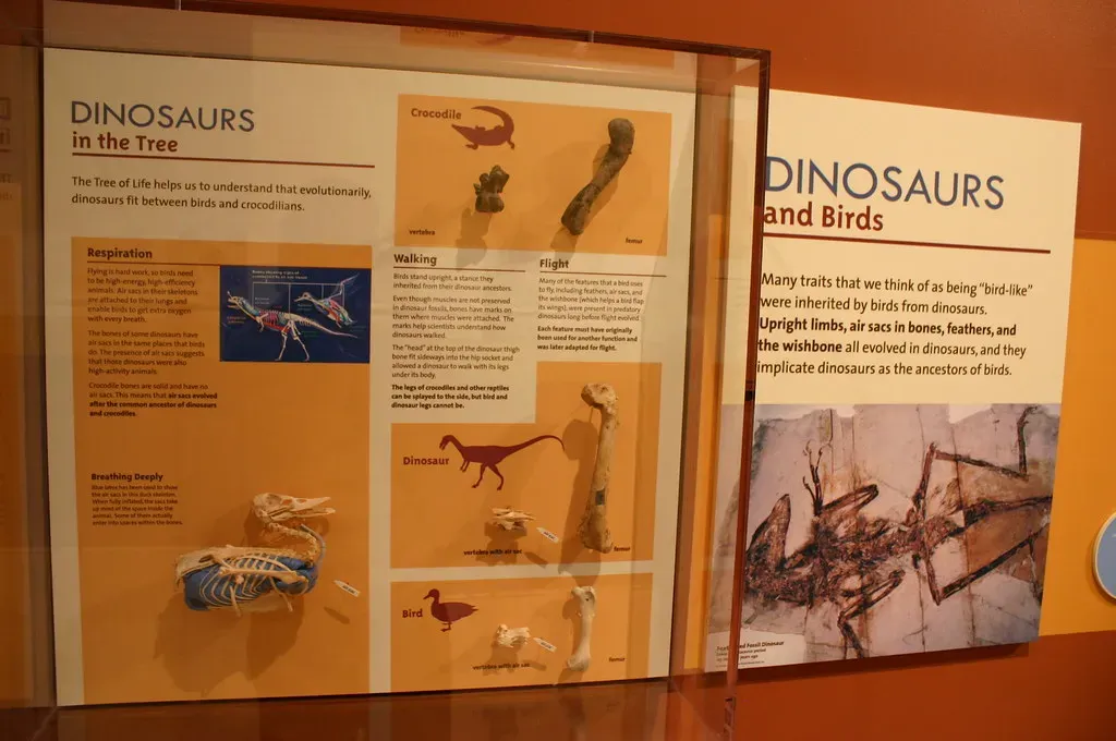 2. The Dinosaur Family Tree: Where Birds Fit In (Ryan Somma, Flickr, CC BY-SA 2.0)