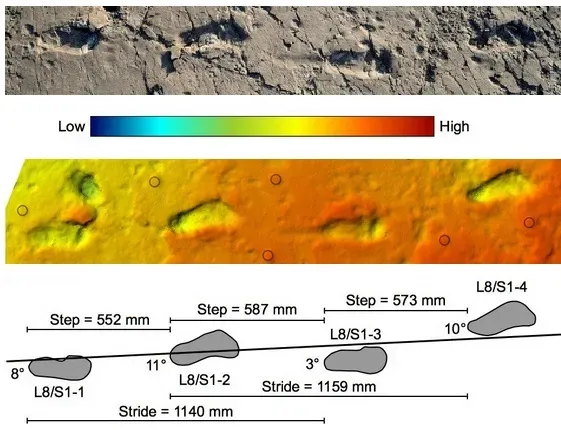 3. The Laetoli Footprints: Walking Into History (parts of 2 figures from https://elifesciences.org/content/5/e19568 licensed under CC BY 4.0, CC BY-SA 4.0)