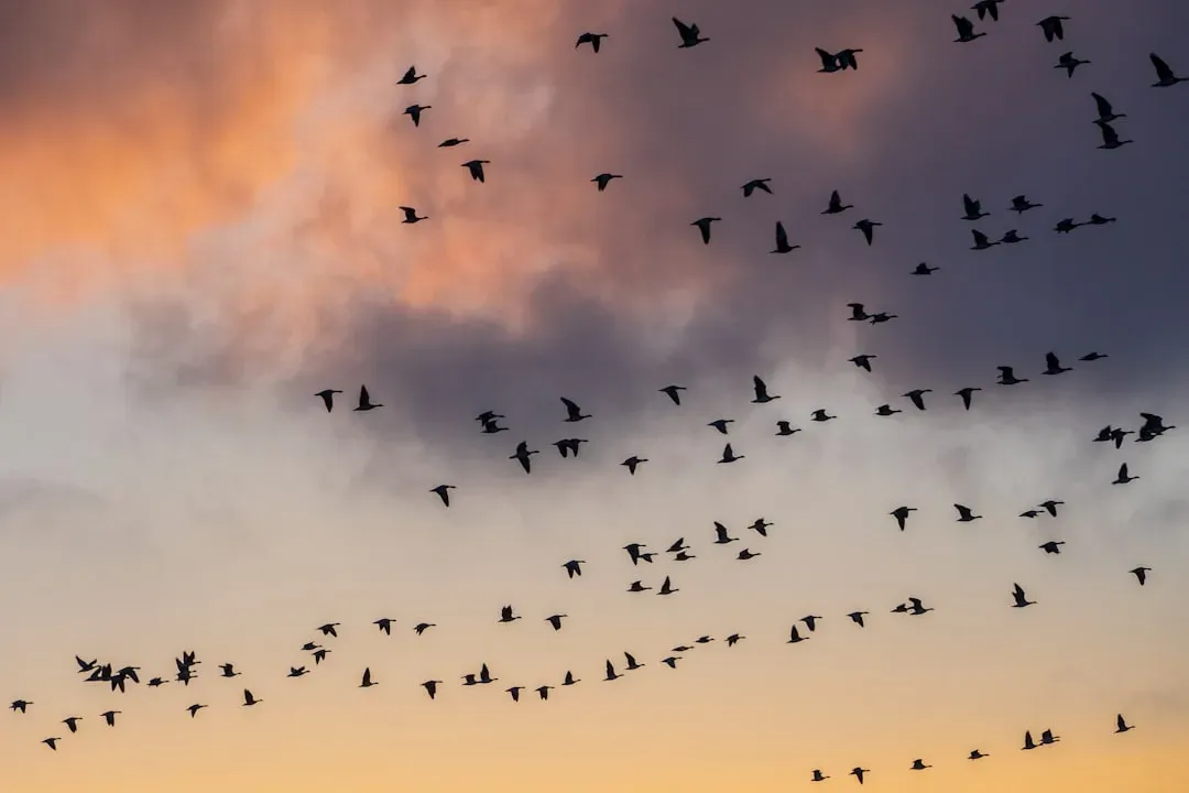 #1 - Migration Isn't About Escaping the Cold (Image Credits: Unsplash)
