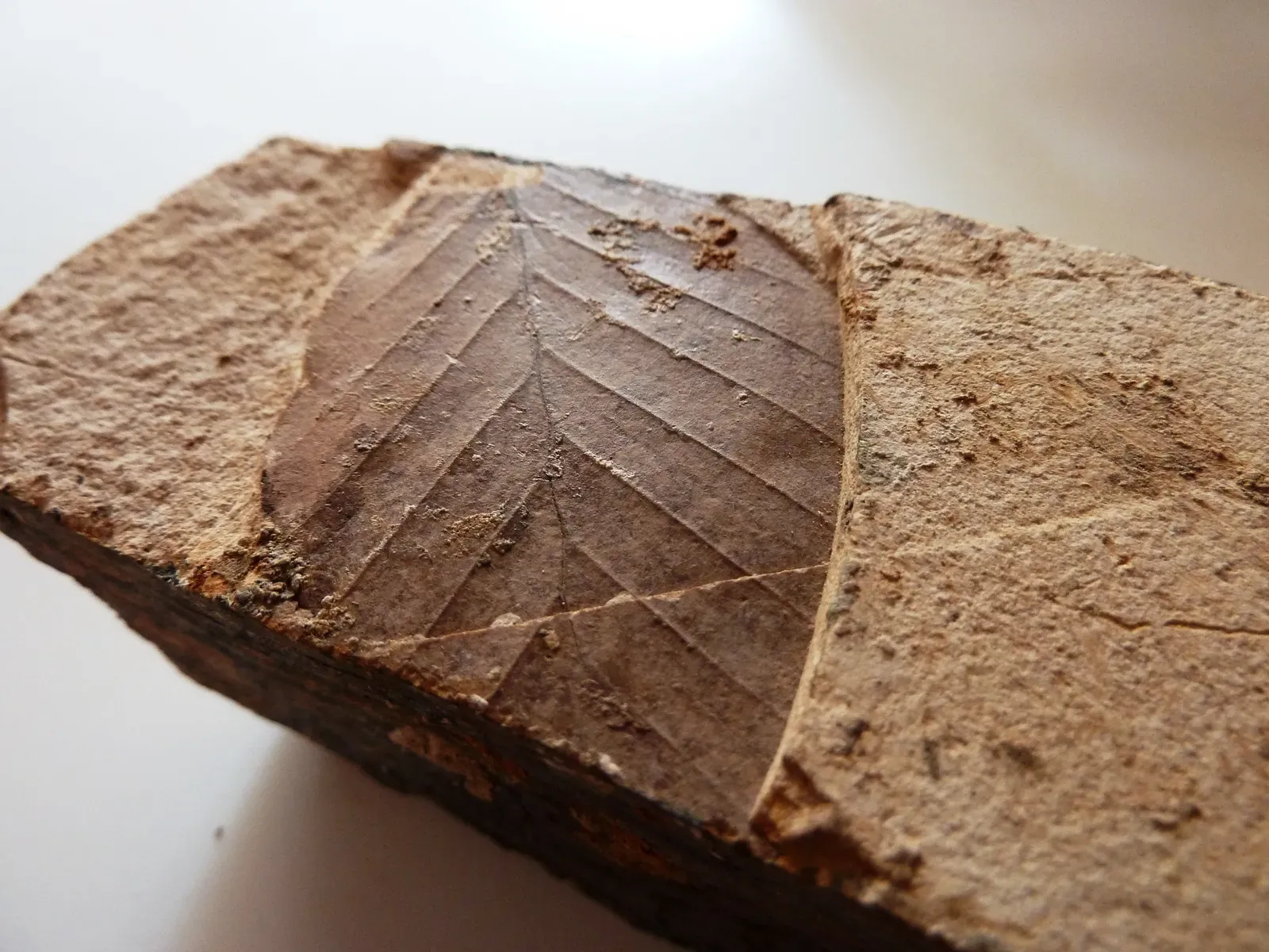 Reading Carbon Dioxide From Ancient Leaves (By 地理仙人, CC BY-SA 3.0)