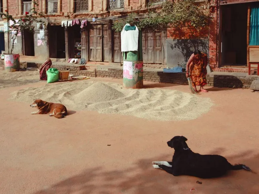 8. Village Dogs Expose Hidden Footprints of Human Culture and Isolation (Image Credits: Pexels)