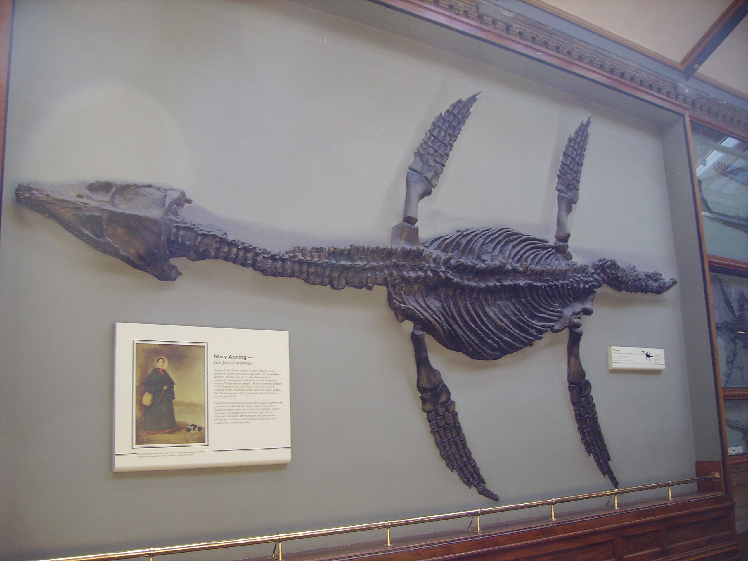 Mary Anning's Marine Reptile Discoveries: Unveiling Ancient Seas (Image Credits: Wikimedia)