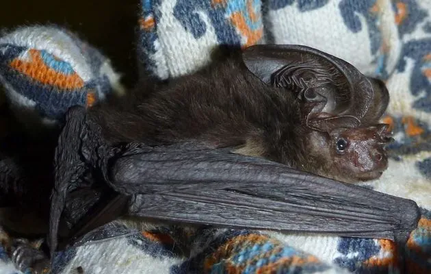New Guinea Big‑Eared Bat – A Night Flier Back From Oblivion ([1], CC BY-SA 4.0)