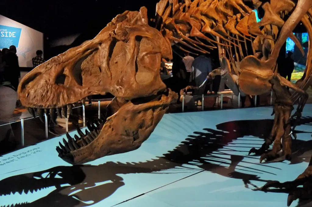 5. The Discovery of Soft Tissue Inside a T. rex Bone (edenpictures, Flickr, CC BY 2.0)