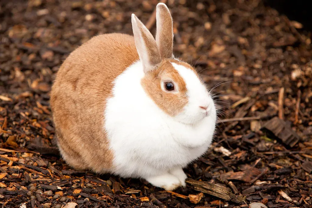 The Diligent Rabbit: Composure Under Pressure (Image Credits: Flickr)