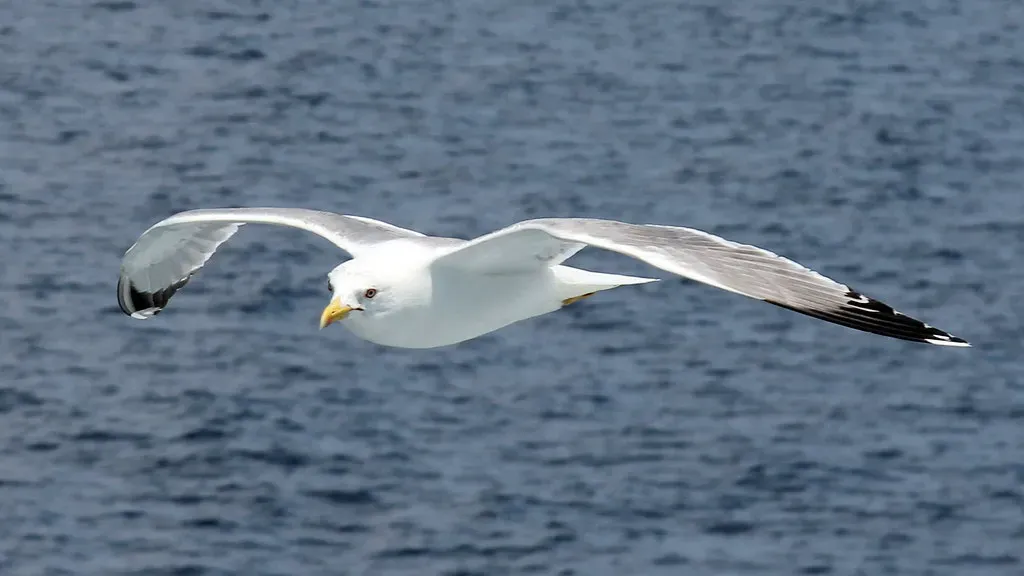 The Seagull: Adaptable Wanderer (Image Credits: Flickr)