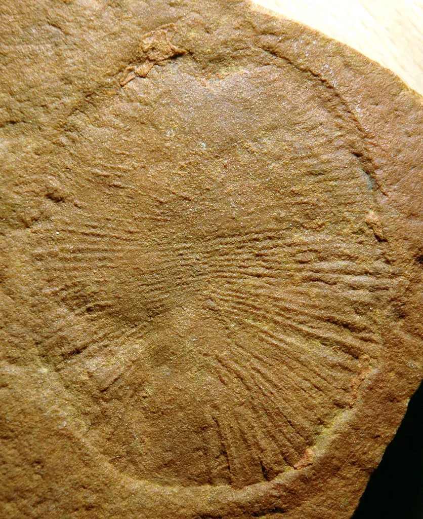 The Fossils That Blurred Two Geological Worlds (James St. John, Flickr, CC BY 2.0)