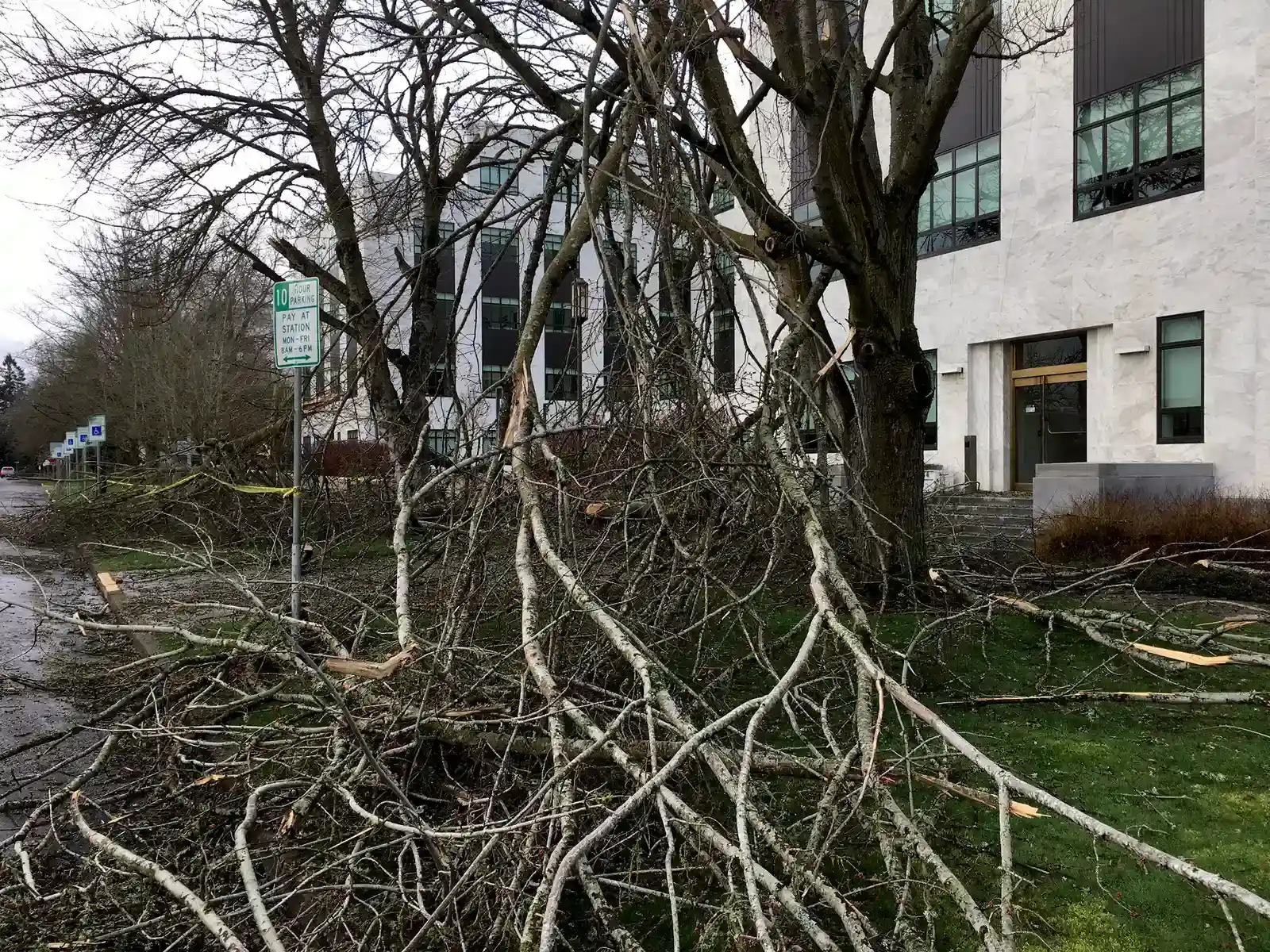 #3: Fallen Branches and Debris “Wind Shadows” (Fallen branches, CC BY 2.0)
