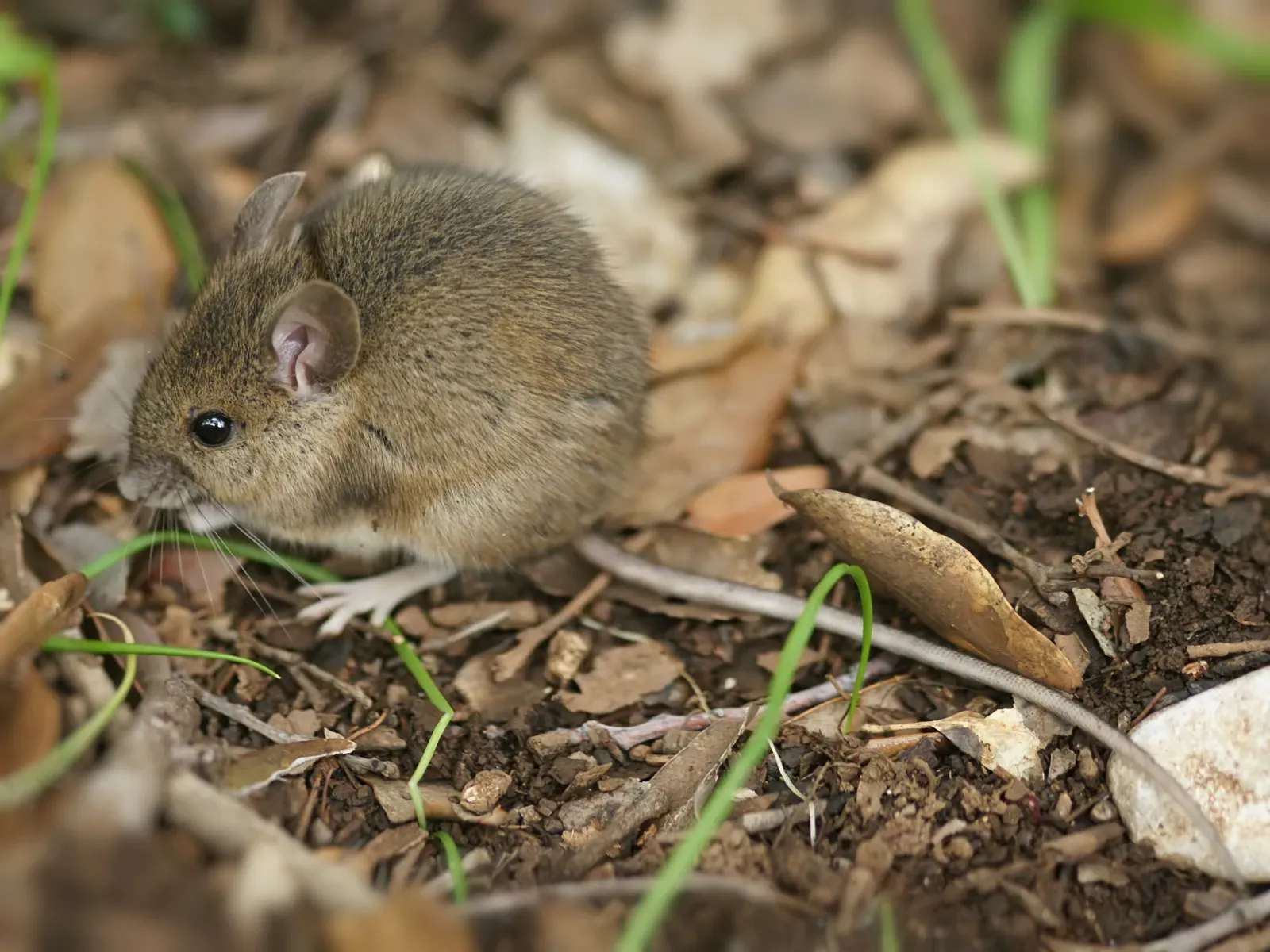 The Rodent Problem: Thieves at the Grain Storage (Image Credits: Wikimedia)