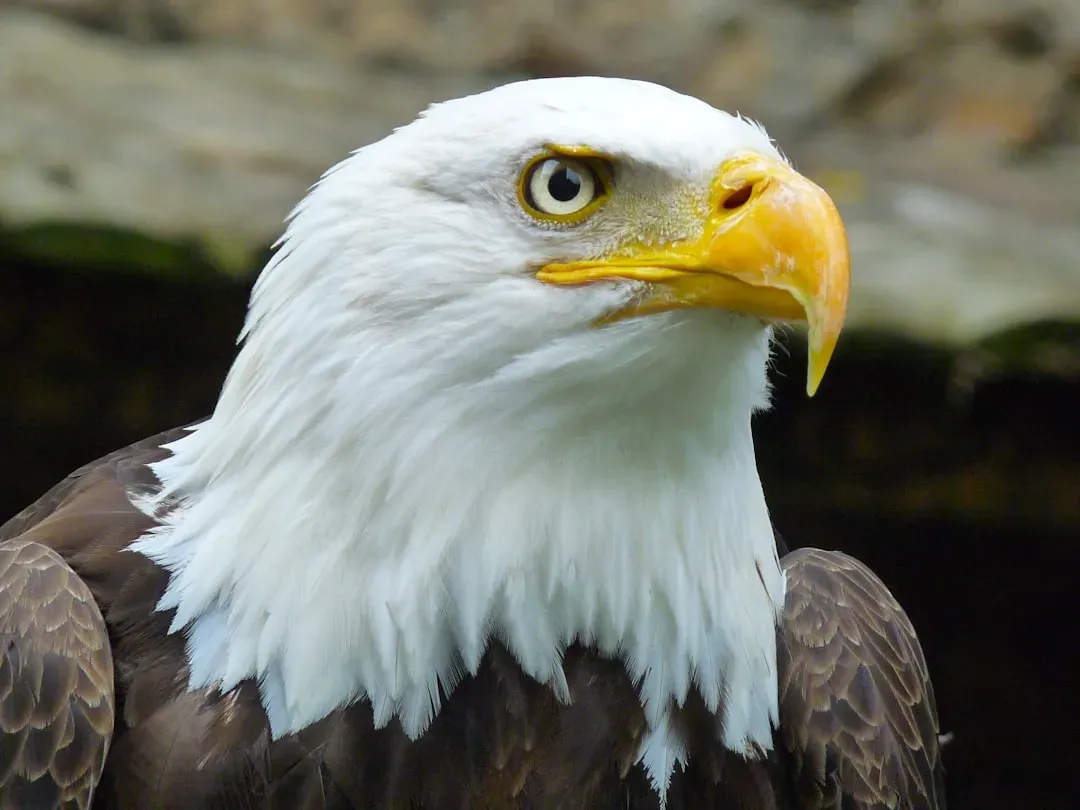 #13 - Bald Eagles Aren't Actually Bald (Image Credits: Unsplash)