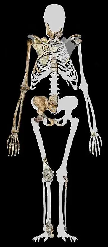 #13 - Abel the Australopithecine Gets Questioned (By Profberger, CC BY-SA 3.0)