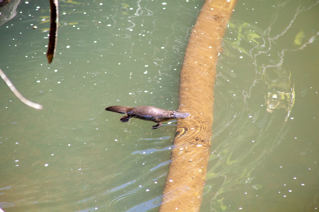 Platypuses and Monotremes: Egg-Laying Mammal Mysteries (Image Credits: Unsplash)