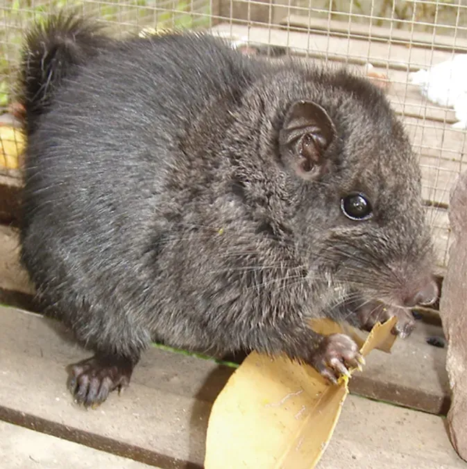 #7 - The Rodent That Belonged To A Family Extinct For 11 Million Years (By Jean-Pierre Hugot, CC BY 2.5)