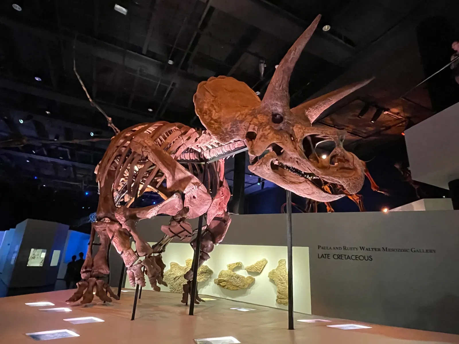 #2 - The Skeleton Was Mounted Wrong for Nearly a Century (By Augustios Paleo, CC BY-SA 4.0)