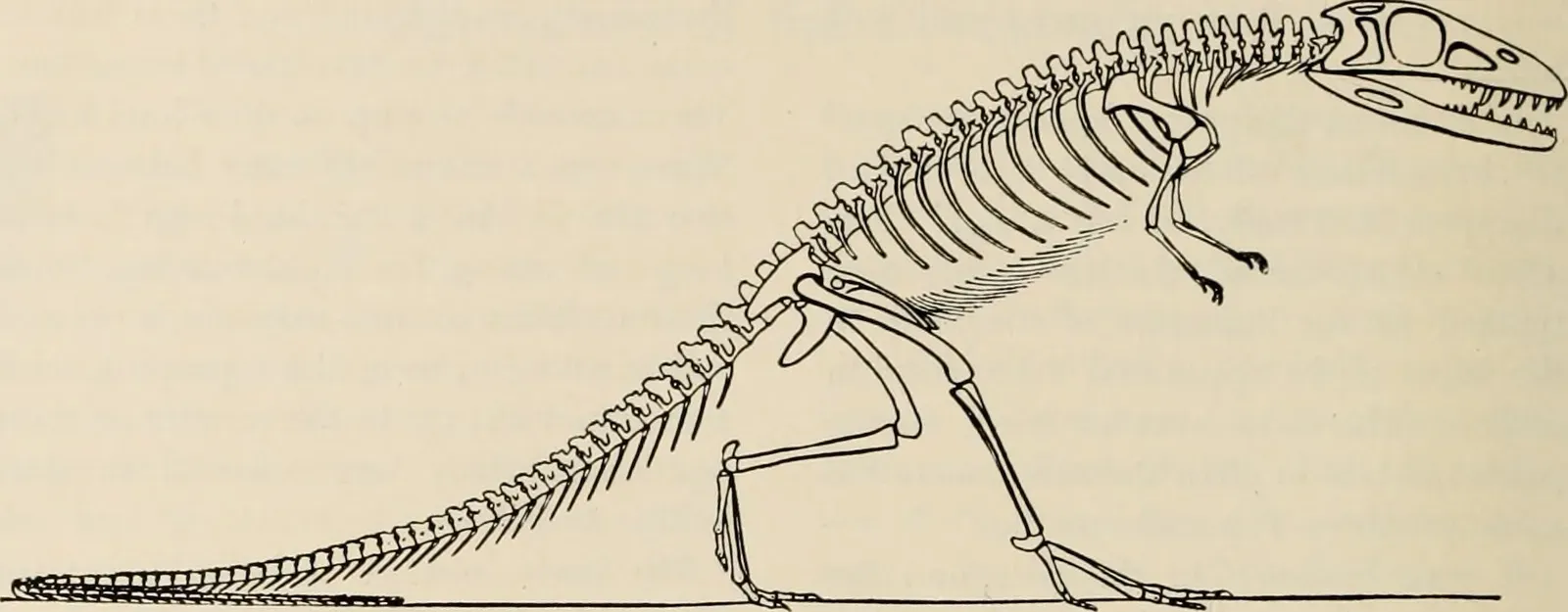 The age of terrestrial crocodile‑relatives that did not behave like crocs at all (By Internet Archive Book Images, No restrictions)