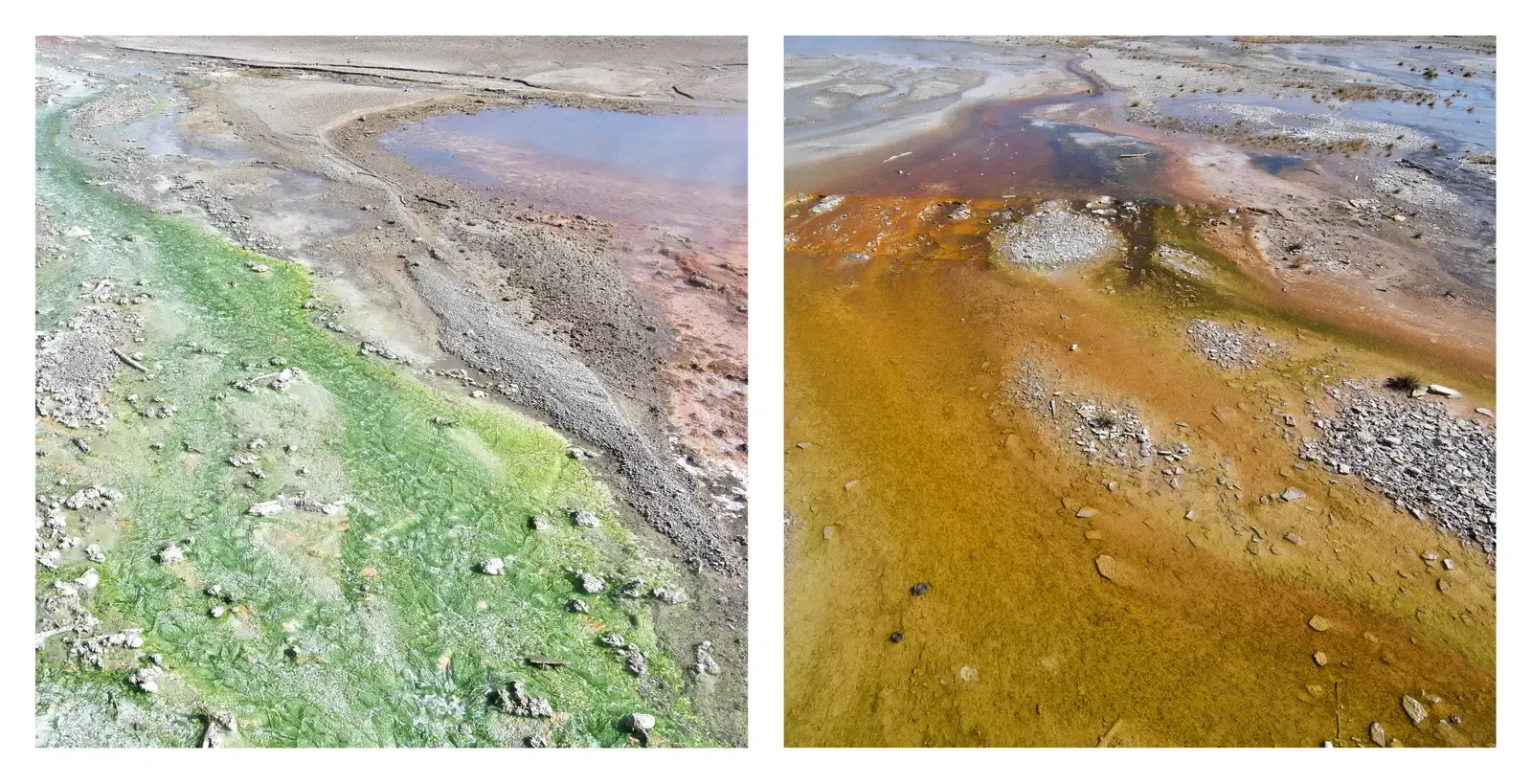 Archaea: The Toughest Survivors You've Never Heard Of (Image Credits: Wikimedia)