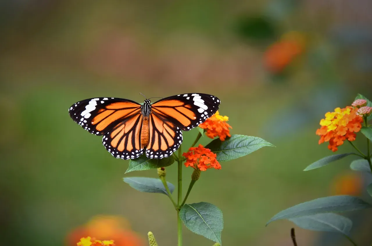 Embracing Transformation and Personal Growth (Image Credits: Pixabay)