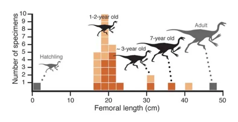 Age-Segregated Herds: Young Together, Adults Apart ((2008). "Mud-Trapped Herd Captures Evidence of Distinctive Dinosaur Sociality". Acta Palaeontologica Polonica 53 (4): 567–578. DOI:10.4202/app.2008.0402. ISSN 0567-7920., CC BY 4.0)
