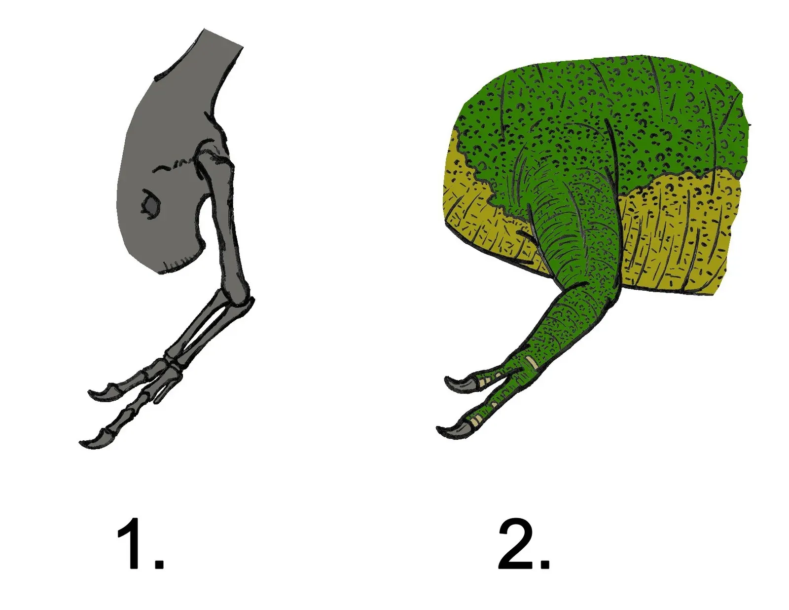 Those Tiny Arms Weren't Useless (Image Credits: Wikimedia)