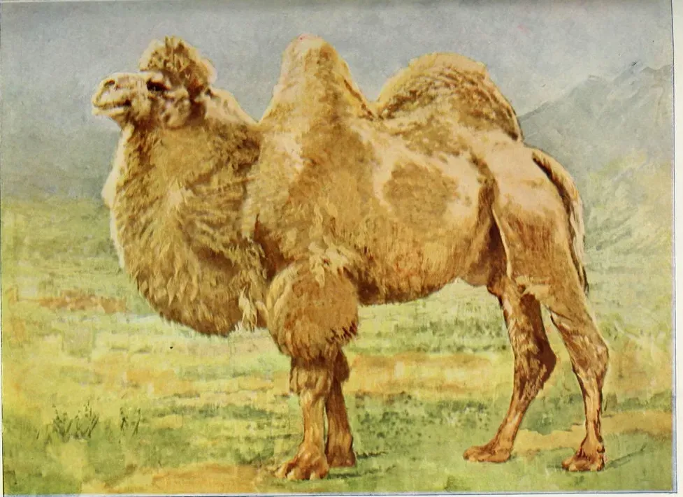 #8 – Camel Ancestors Living in the Canadian Arctic (Image Credits: Flickr)