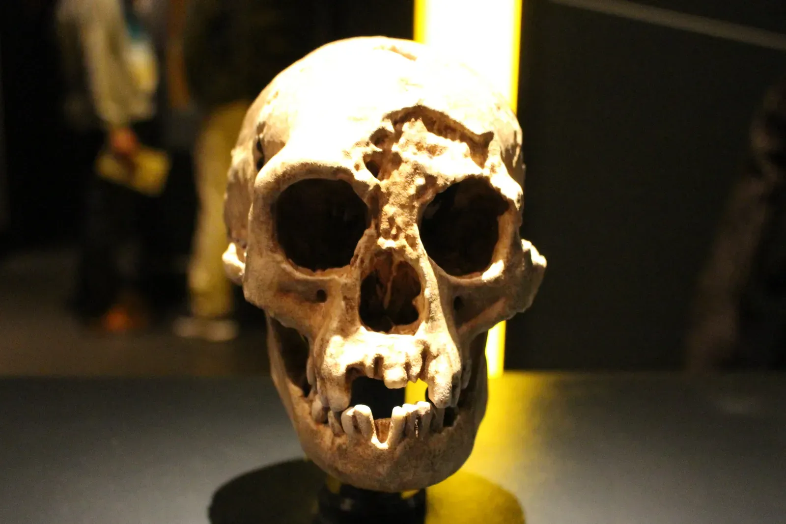 Homo floresiensis and Homo luzonensis: The Island “Hobbits” That Broke the Rules (kindly granted by the author, CC BY-SA 4.0)
