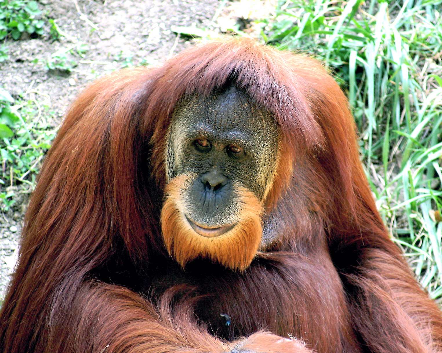 Aquarius: The Brilliant Orangutan (Image Credits: Wikimedia)