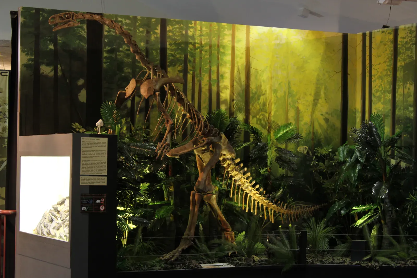 The Bottom Line (By NationalDinosaurMuseum, CC BY-SA 3.0)