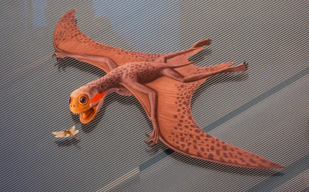 #2 - Jeholopterus, the Anurognathid Tangled in a Vampire Controversy (Tim Evanson, Flickr, CC BY-SA 2.0)