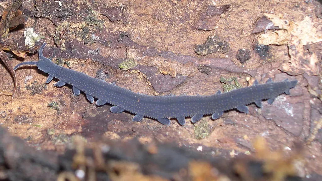 #8 - Velvet Worms: The Terrestrial Invertebrates That Outlasted Ancient Ocean Giants (Bruno C. Vellutini, Flickr, CC BY-SA 2.0)