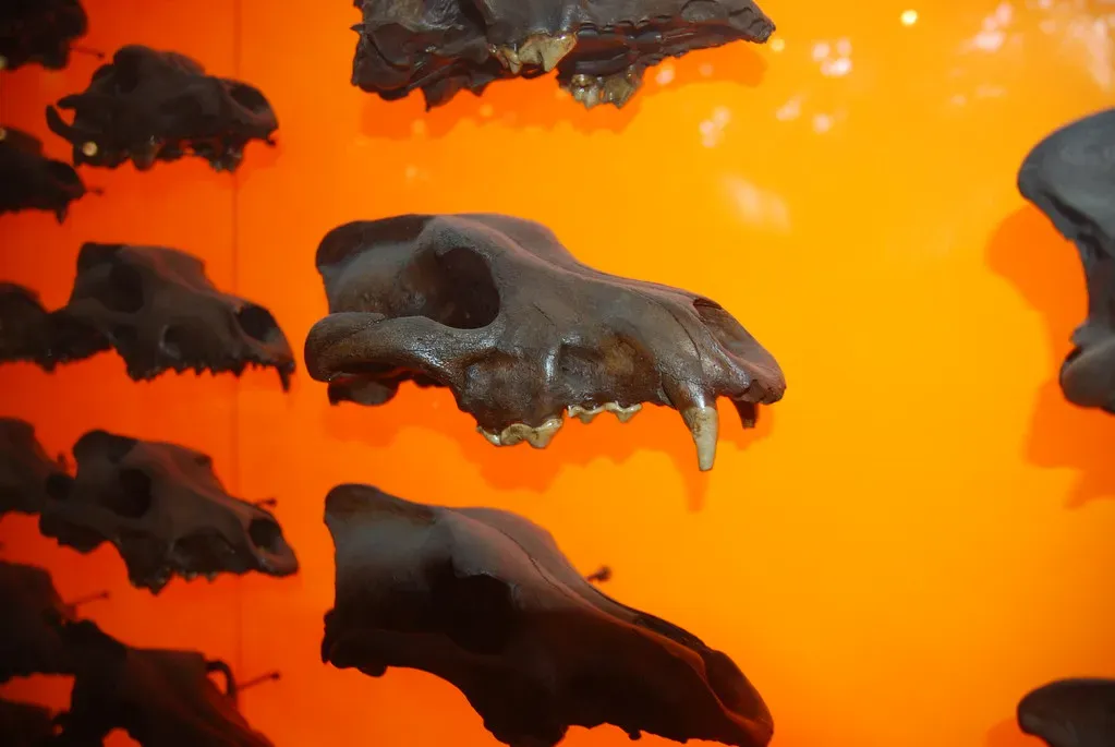 La Brea's Tar Pit Time Capsule (wbaiv, Flickr, CC BY-SA 2.0)