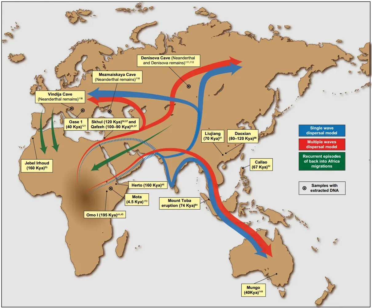 The Great Exodus: Modern Humans Break Free (López, S., van Dorp, L., & Hellenthal, G. (2015). Human Dispersal Out of Africa: A Lasting Debate. Evolutionary Bioinformatics Online, 11(Suppl 2), 57–68. http://doi.org/10.4137/EBO.S33489 https://www.ncbi.nlm.nih.gov/pmc/articles/PMC4844272/, CC BY 3.0)