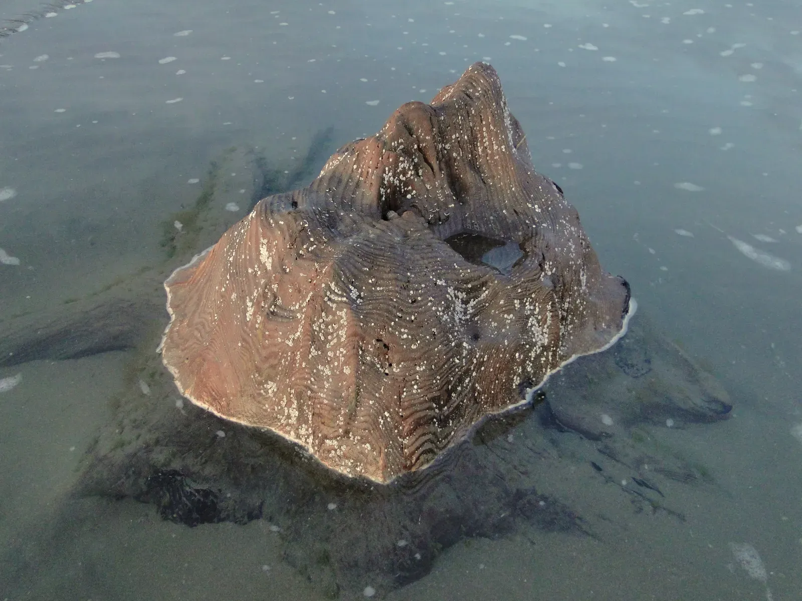 #6 - Wales' Sunken Forest and the Legend of Cantre'r Gwaelod (By Richerman, CC BY-SA 3.0)